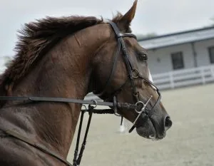 Laurel London Optimist Horse Show